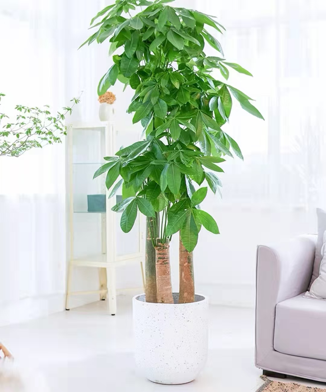 节节高