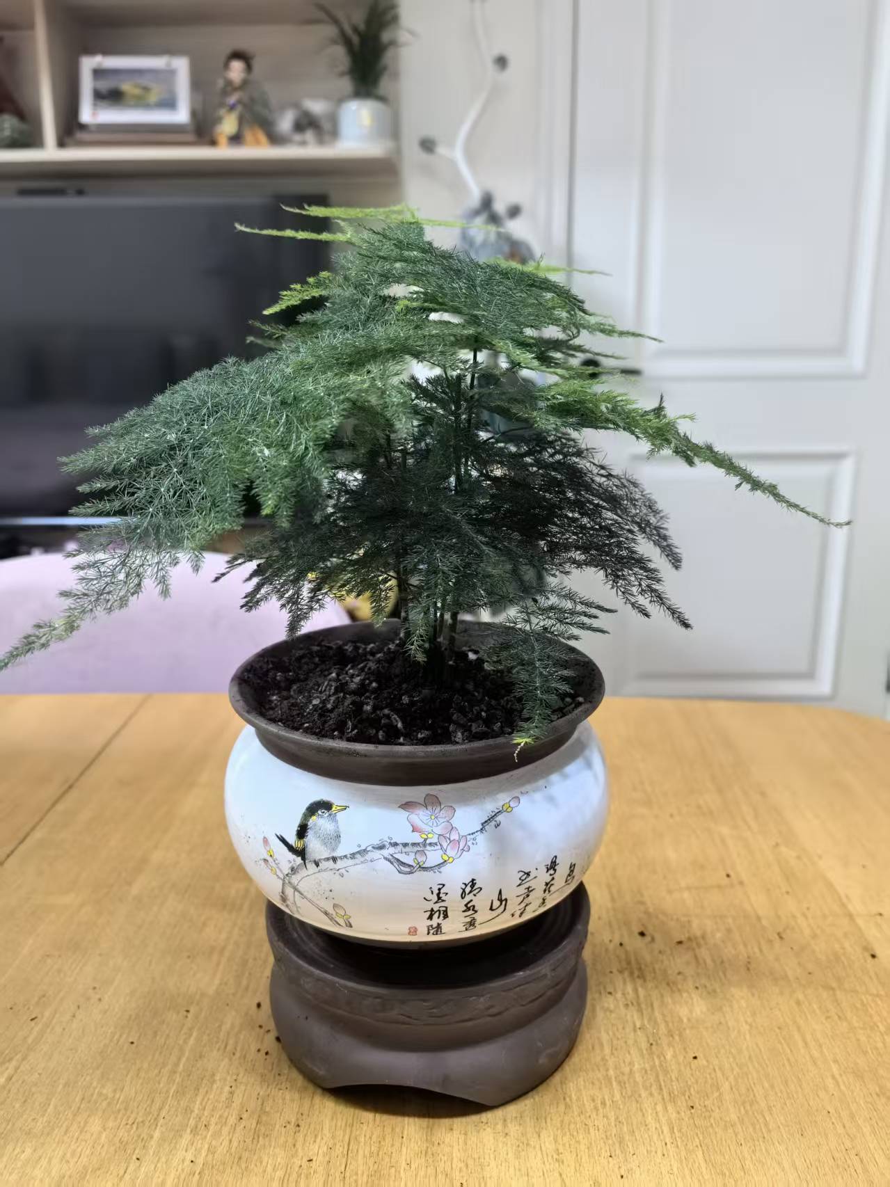 文竹