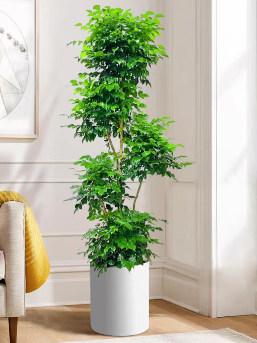 绿宝造型盆栽